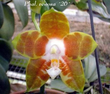 Phalaenopsis venosa - Shim & Fowlie 1983